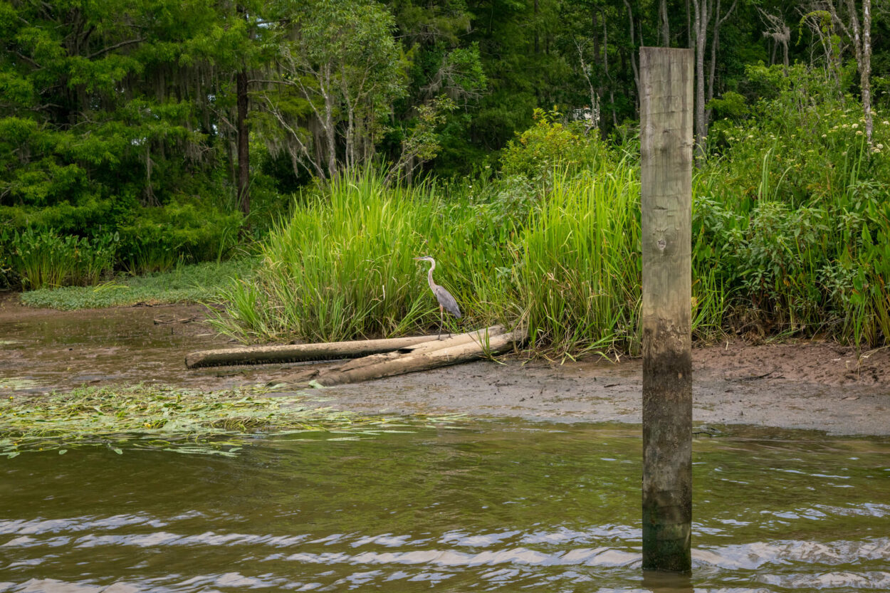 Murrells Inlet shore and wildlife