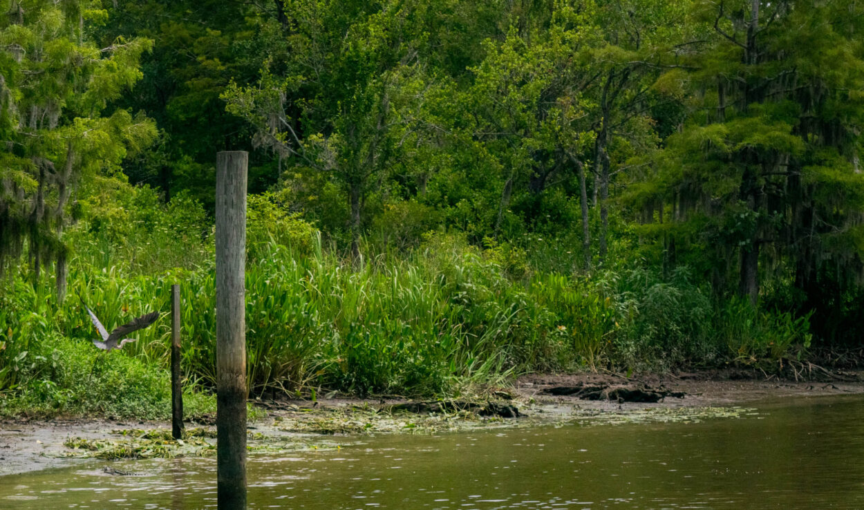 birds and alligators of Murrells Inlet