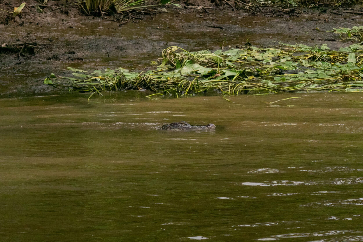 alligator by the shore of Murrells Inlet