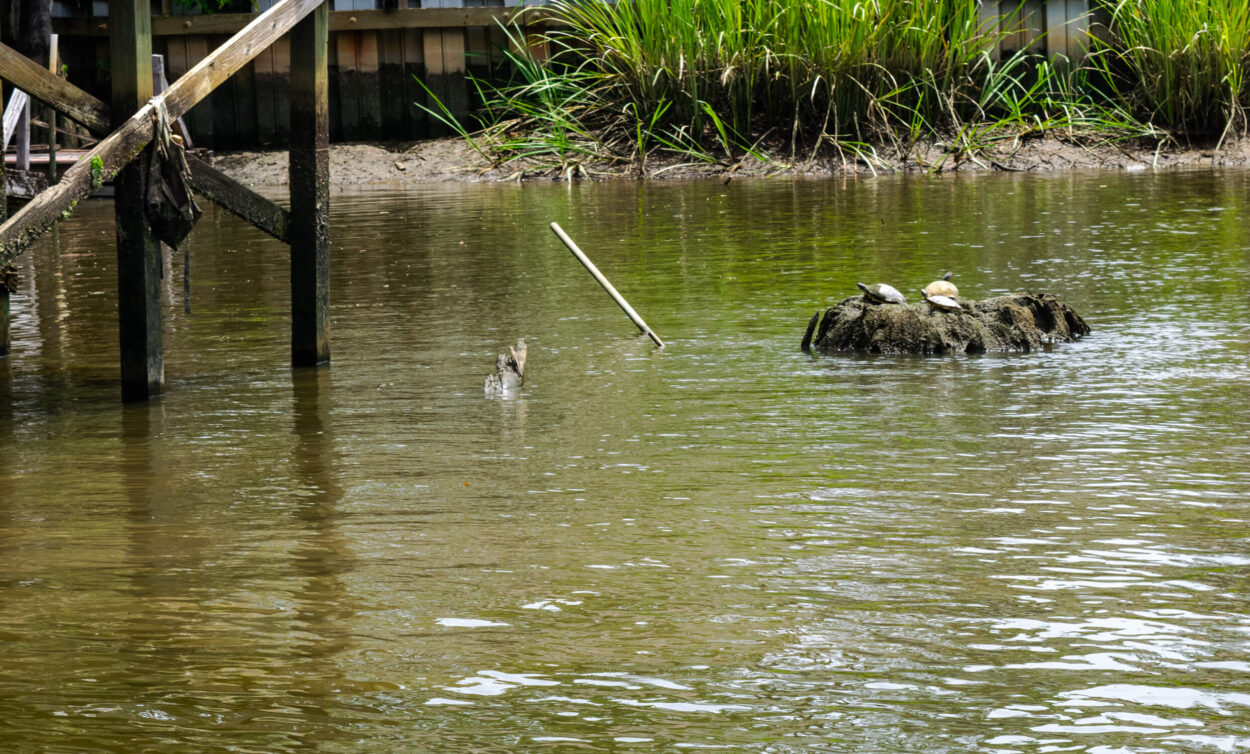 wildlife at Murrells Inlet